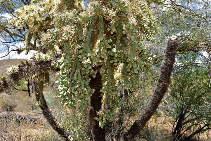 Jumping Cholla, also called Chain-fruit Cholla or Hanging Chain Cholla are references to the plants persistent fruits that form long chains that branch. Fruits may remain viable on the plant for 10 years or more. Cylindropuntia fulgida 